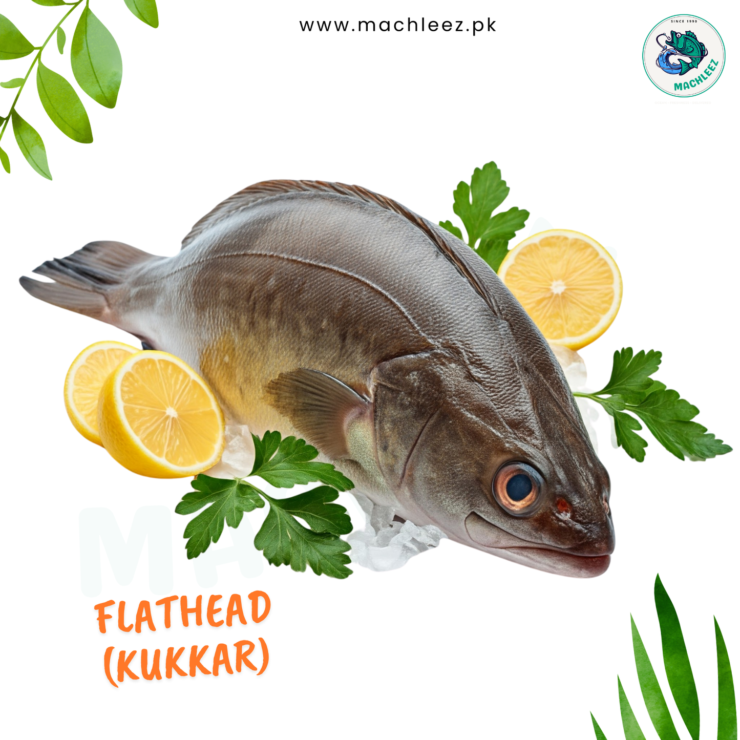 Flathead (Kukkar)