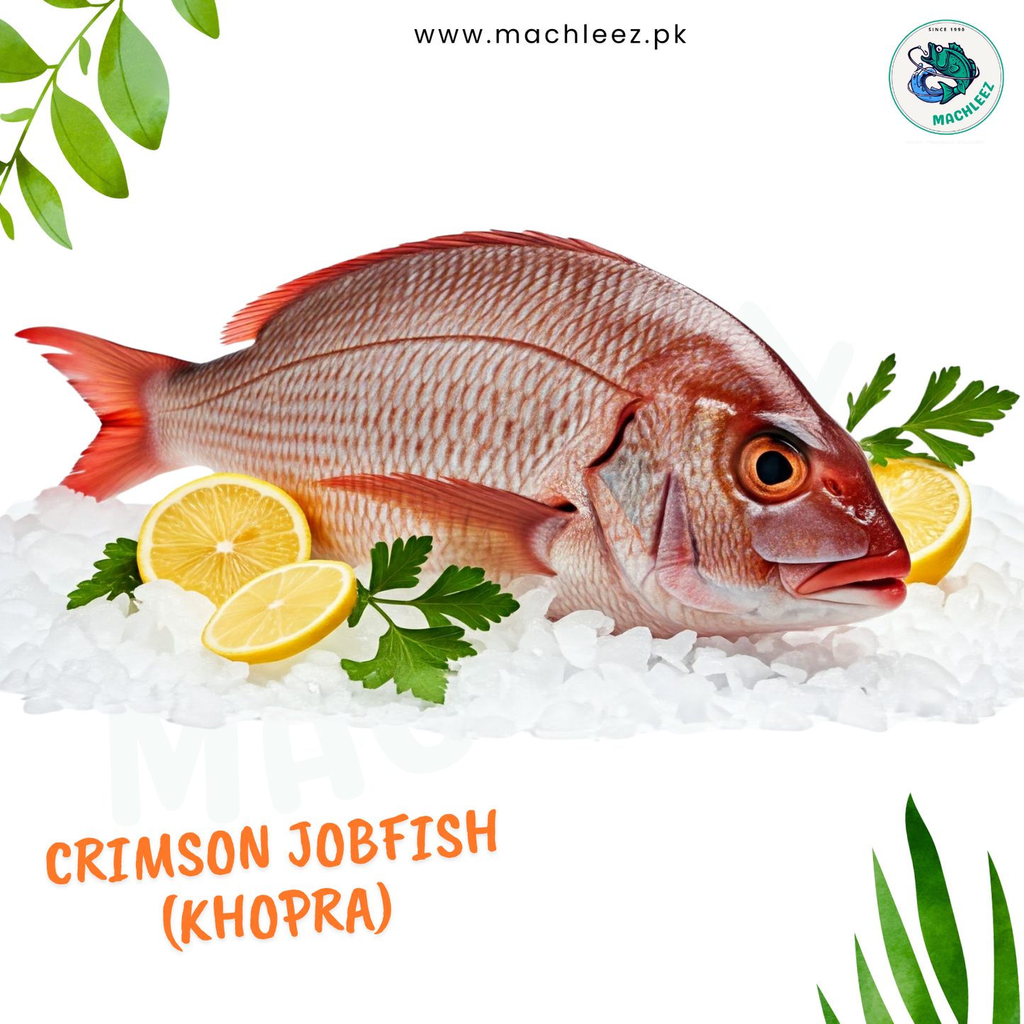 Crimson Jobfish (Khopra)