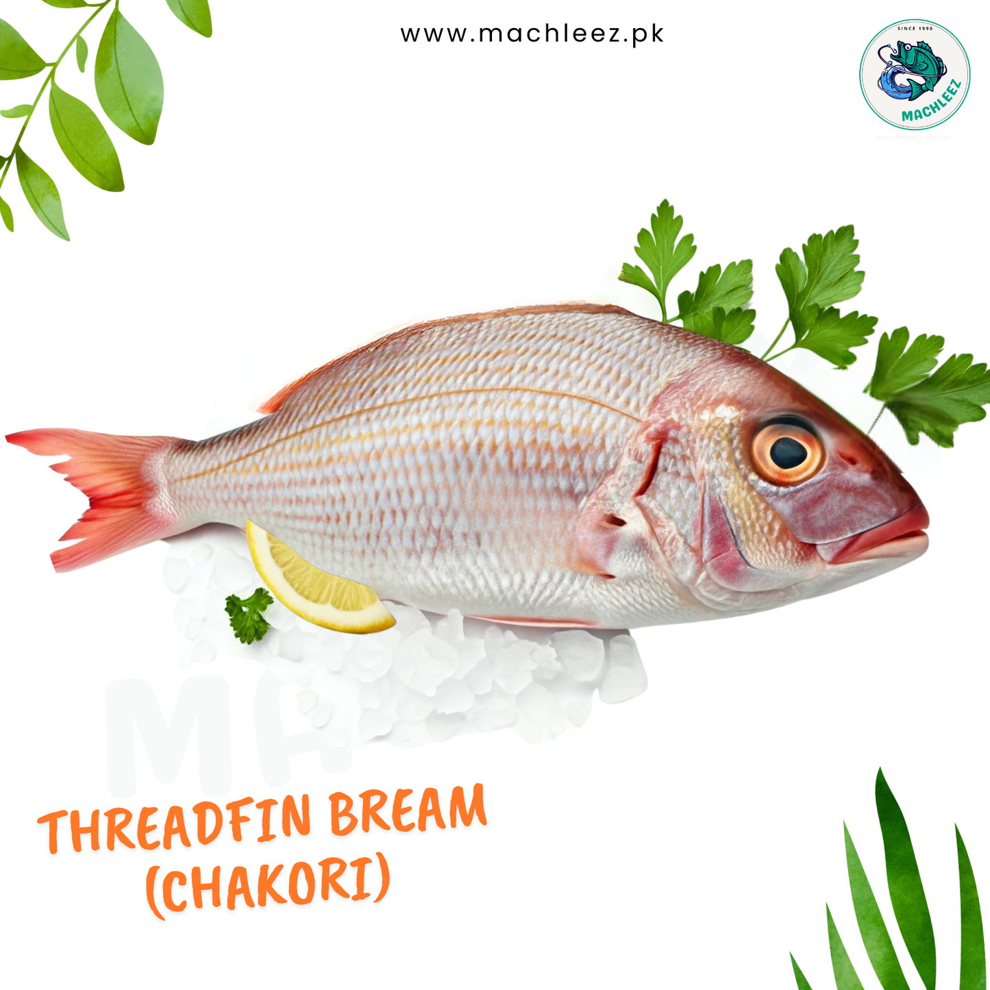 Threadfin Bream (Chakori)