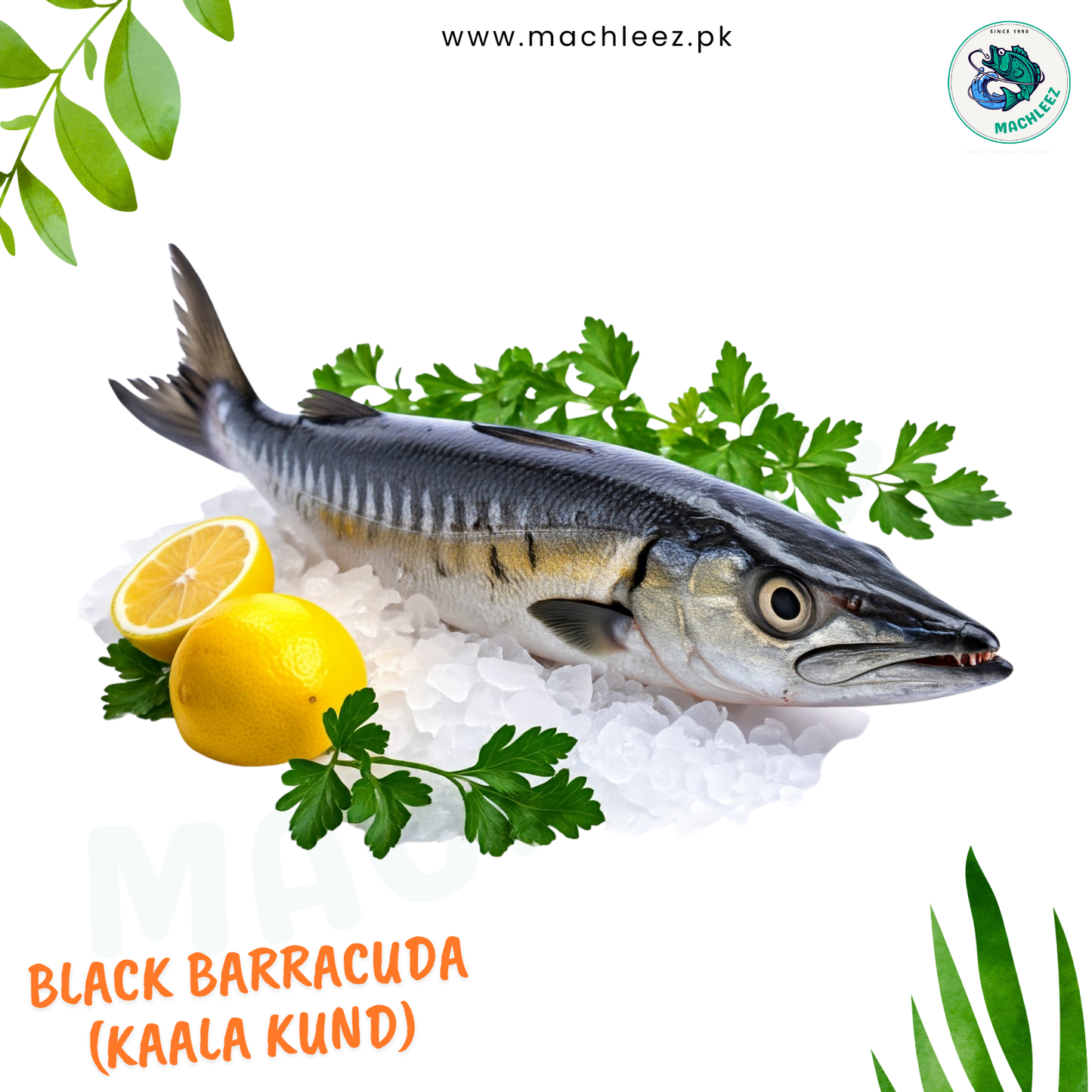 Black Barracuda (Kaal Kund)