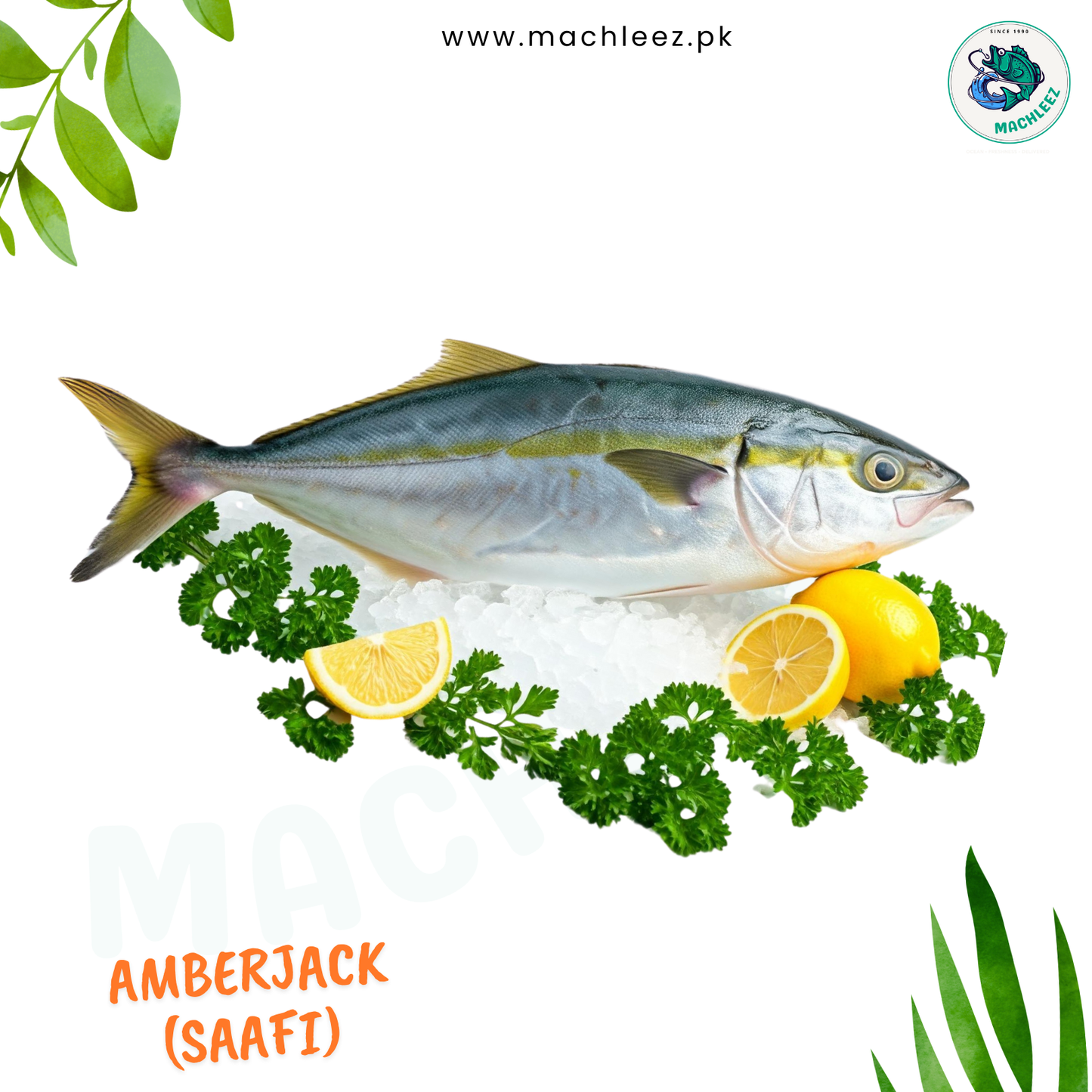 Amberjack (Safi)