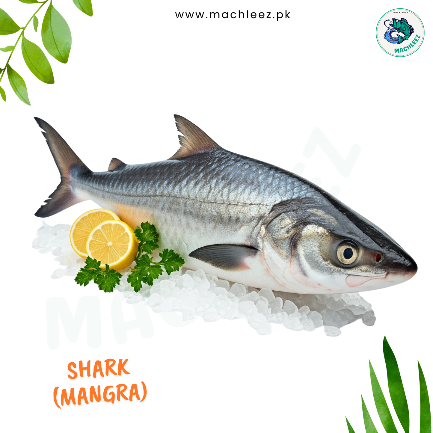 Shark (Mangra)