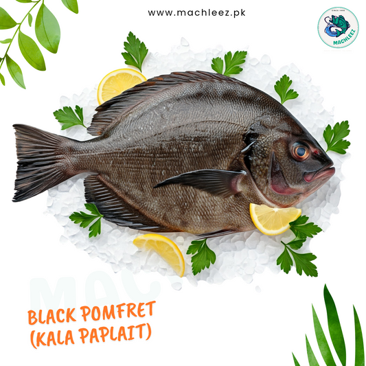 Black Pomfret (Kaala Paplet)